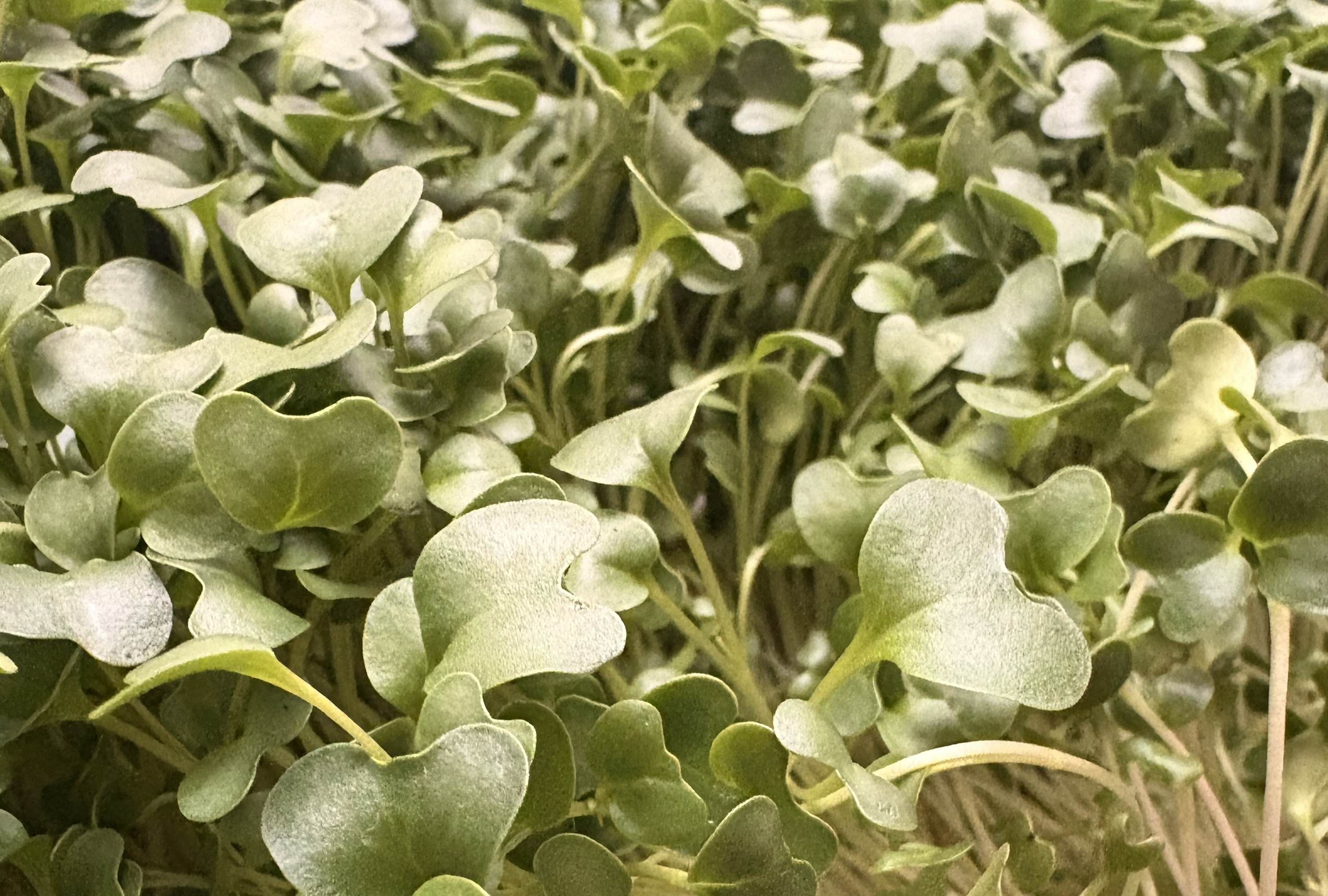 Fresh microgreens grown by Kim Union Harvest